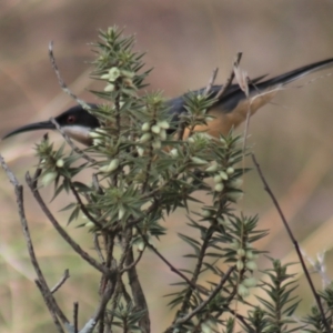 Acanthorhynchus tenuirostris at Gundaroo, NSW - 18 Aug 2022 11:57 AM