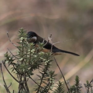 Acanthorhynchus tenuirostris at Gundaroo, NSW - 18 Aug 2022 11:57 AM