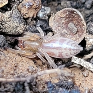 Clubiona sp. (genus) at Mitchell, ACT - 18 Aug 2022