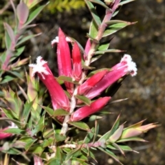 Leucopogon neoanglicus (A Beard-Heath) at Yerriyong, NSW - 17 Aug 2022 by plants