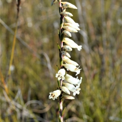 Epacris obtusifolia (Blunt-leaf Heath) at Jerrawangala, NSW - 17 Aug 2022 by plants