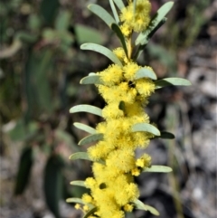 Acacia hamiltoniana at Jerrawangala, NSW - 17 Aug 2022 by plants