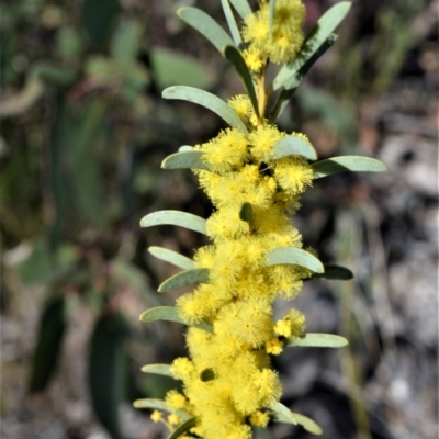 Acacia hamiltoniana at Jerrawangala, NSW - 17 Aug 2022 by plants