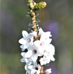 Epacris microphylla (Coral Heath) at Yerriyong, NSW - 17 Aug 2022 by plants