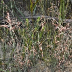 Hypolaena fastigiata (Tassel Rope-rush) at Yerriyong, NSW - 17 Aug 2022 by plants