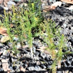 Callitris rhomboidea (Port Jackson Pine, Oyster Bay Pine) at Yerriyong, NSW - 18 Aug 2022 by plants