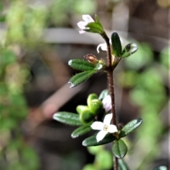 Zieria pilosa (Pilose-leafed Zieria) at Yerriyong, NSW - 17 Aug 2022 by plants