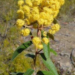 Pomaderris lanigera (Woolly Pomaderris) at Yerriyong, NSW - 17 Aug 2022 by plants