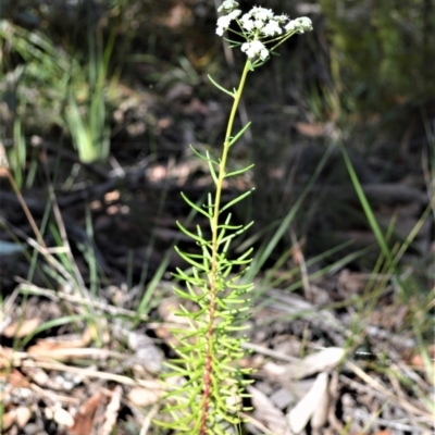Poranthera corymbosa (Clustered Poranthera) at Yerriyong, NSW - 18 Aug 2022 by plants