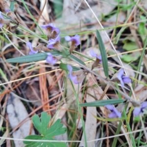 Hovea heterophylla at Isaacs, ACT - 18 Aug 2022