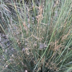 Juncus remotiflorus (Diffuse Rush) at Aranda Bushland - 18 Aug 2022 by lbradley