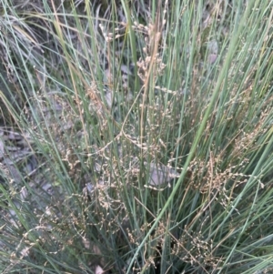 Juncus remotiflorus at Cook, ACT - 18 Aug 2022 04:55 PM