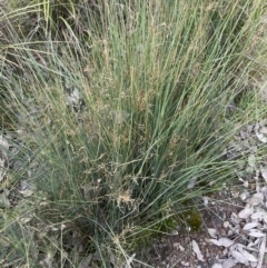 Juncus remotiflorus at Cook, ACT - 18 Aug 2022 04:55 PM