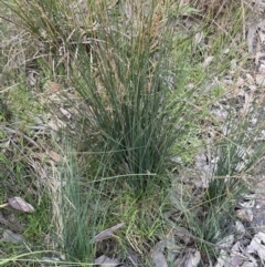 Juncus remotiflorus at Cook, ACT - 18 Aug 2022 04:55 PM