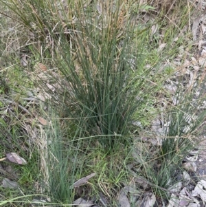 Juncus remotiflorus at Cook, ACT - 18 Aug 2022 04:55 PM