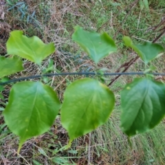 Leycesteria formosa (Himalayan Honeysuckle) at Isaacs, ACT - 18 Aug 2022 by Mike