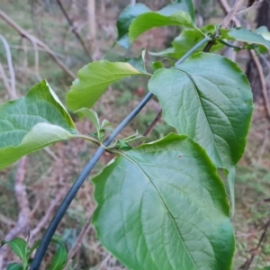 Leycesteria formosa at Isaacs, ACT - 18 Aug 2022