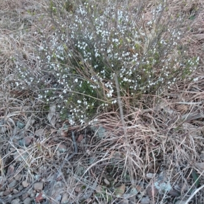 Cryptandra amara (Bitter Cryptandra) at Tarago, NSW - 18 Aug 2022 by DrDJDavidJ