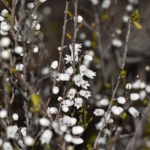 Cryptandra amara at Tarago, NSW - 18 Aug 2022