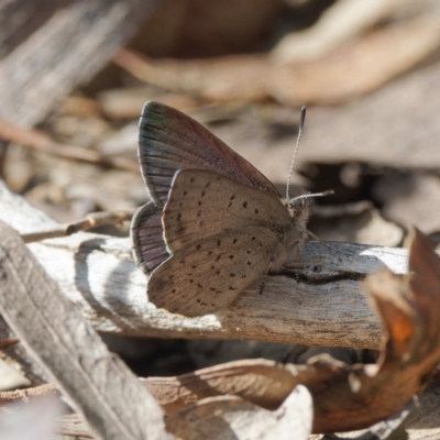 Erina acasta (Blotched Dusky-blue) at Molonglo Valley, ACT - 10 Aug 2022 by DPRees125