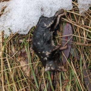 Antechinus agilis at Cotter River, ACT - 18 Aug 2022 10:49 AM