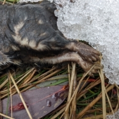 Antechinus agilis at Cotter River, ACT - 18 Aug 2022