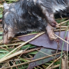 Antechinus agilis at Cotter River, ACT - 18 Aug 2022