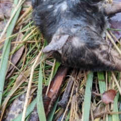 Antechinus agilis at Cotter River, ACT - 18 Aug 2022