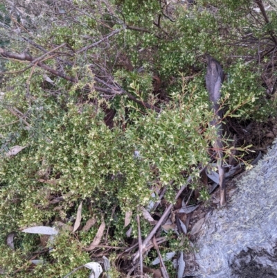 Leucopogon gelidus at Cotter River, ACT - 18 Aug 2022 by WalterEgo