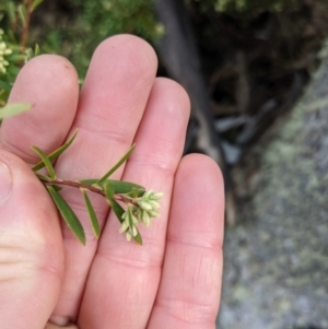 Leucopogon gelidus at Cotter River, ACT - 18 Aug 2022