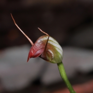 Pterostylis pedunculata at Paddys River, ACT - 18 Aug 2022