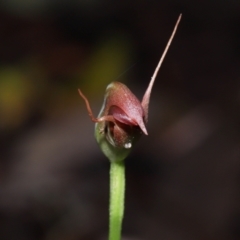 Pterostylis pedunculata at Paddys River, ACT - 18 Aug 2022