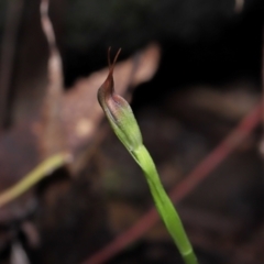 Pterostylis pedunculata at Paddys River, ACT - 18 Aug 2022