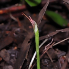 Pterostylis pedunculata at Paddys River, ACT - 18 Aug 2022