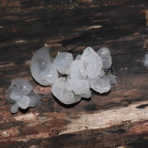 Tremella fuciformis at Paddys River, ACT - 18 Aug 2022 11:37 AM