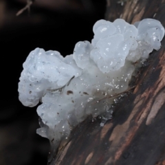 Tremella fuciformis at Paddys River, ACT - 18 Aug 2022 11:37 AM