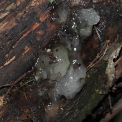 Tremella fuciformis at Paddys River, ACT - 18 Aug 2022 11:37 AM