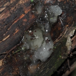 Tremella fuciformis at Paddys River, ACT - 18 Aug 2022 11:37 AM