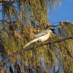 Coracina papuensis (White-bellied Cuckooshrike) at Oak Beach, QLD - 17 Aug 2022 by GlossyGal