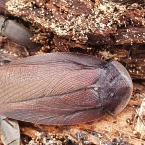 Laxta granicollis at Gundaroo, NSW - 18 Aug 2022