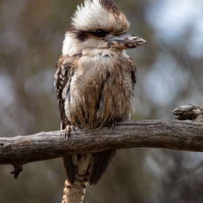 Dacelo novaeguineae (Laughing Kookaburra) at Mount Majura - 18 Aug 2022 by Boagshoags