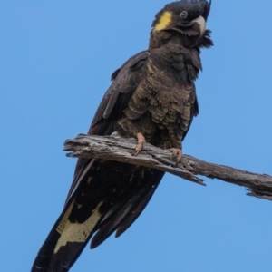 Zanda funerea at Hackett, ACT - 14 Aug 2022