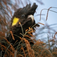 Zanda funerea at Hackett, ACT - 14 Aug 2022