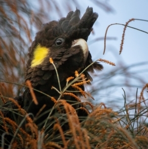 Zanda funerea at Hackett, ACT - 14 Aug 2022