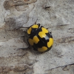 Illeis galbula (Fungus-eating Ladybird) at Pollinator-friendly garden Conder - 5 Jun 2022 by michaelb