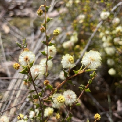 Acacia gunnii (Ploughshare Wattle) at Aranda Bushland - 19 Aug 2022 by lbradley