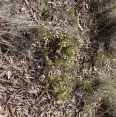 Acacia gunnii at Cook, ACT - 19 Aug 2022 11:15 AM