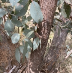 Eucalyptus dives (Broad-leaved Peppermint) at Aranda Bushland - 19 Aug 2022 by lbradley