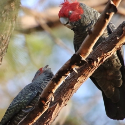 Callocephalon fimbriatum (Gang-gang Cockatoo) at Moruya, NSW - 18 Aug 2022 by LisaH