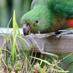 Alisterus scapularis (Australian King-Parrot) at Moruya, NSW - 19 Aug 2022 by LisaH